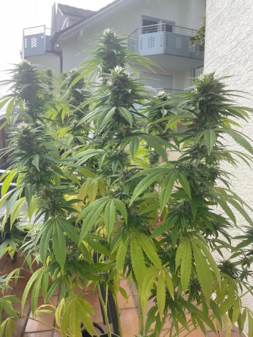 First Outdoor grow. Week 19