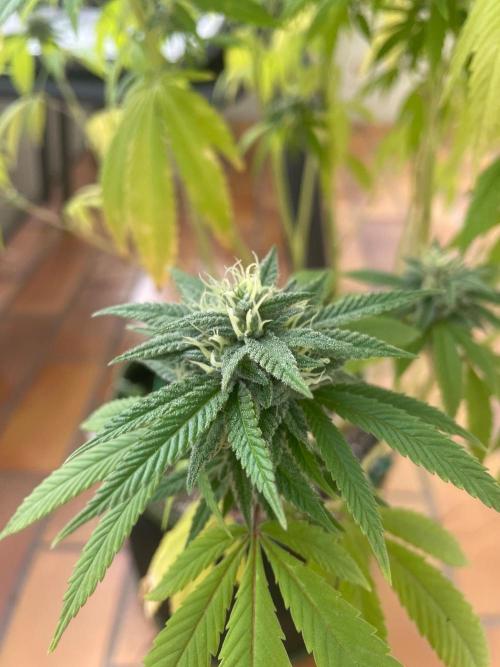 First Outdoor grow. Week 19