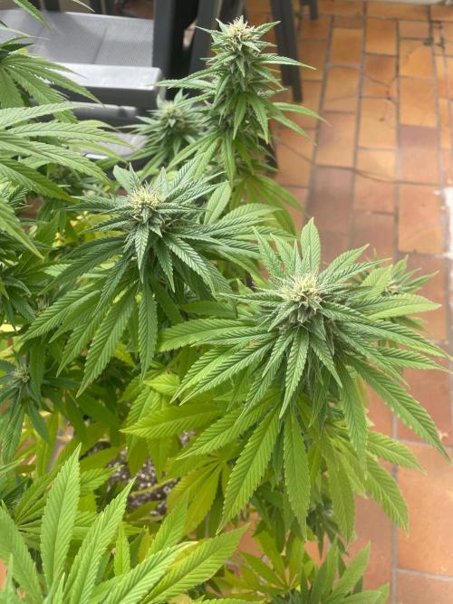 First Outdoor grow. Week 19