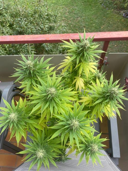 First Outdoor grow. Week 19