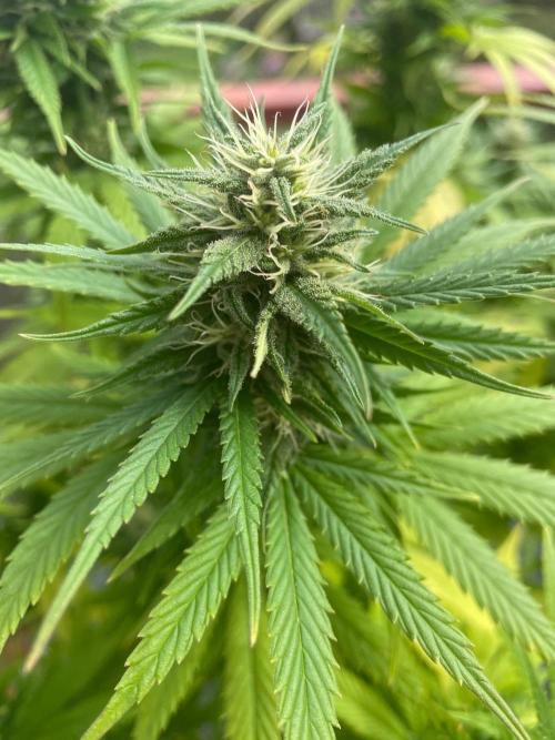 First Outdoor grow. Week 19