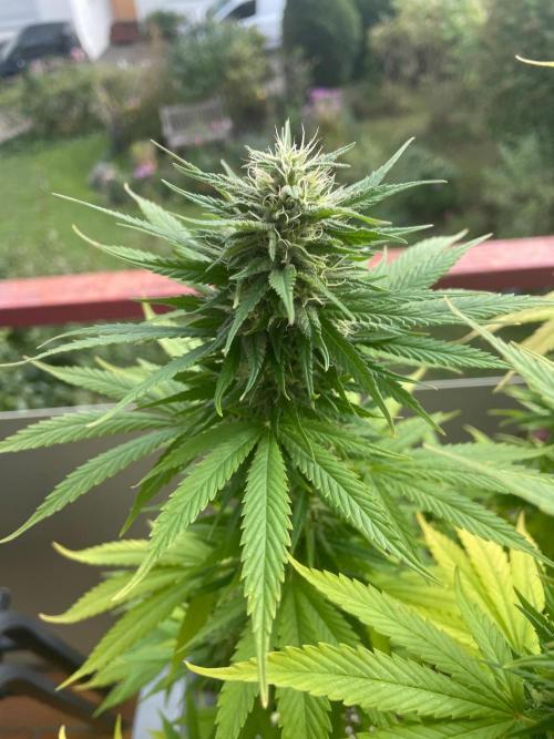 First Outdoor grow. Week 19