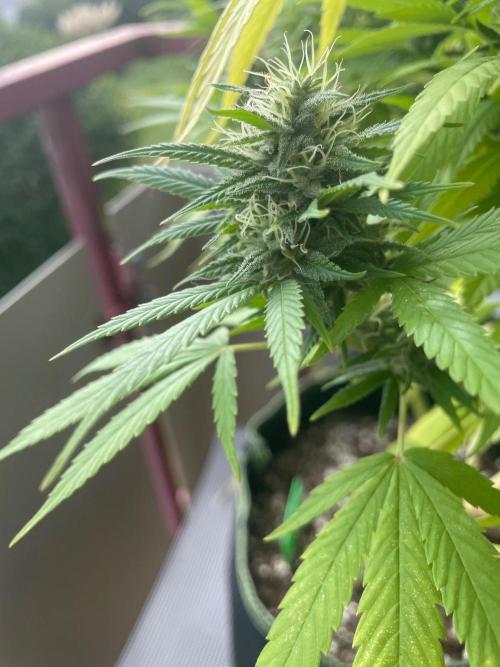 First Outdoor grow. Week 19