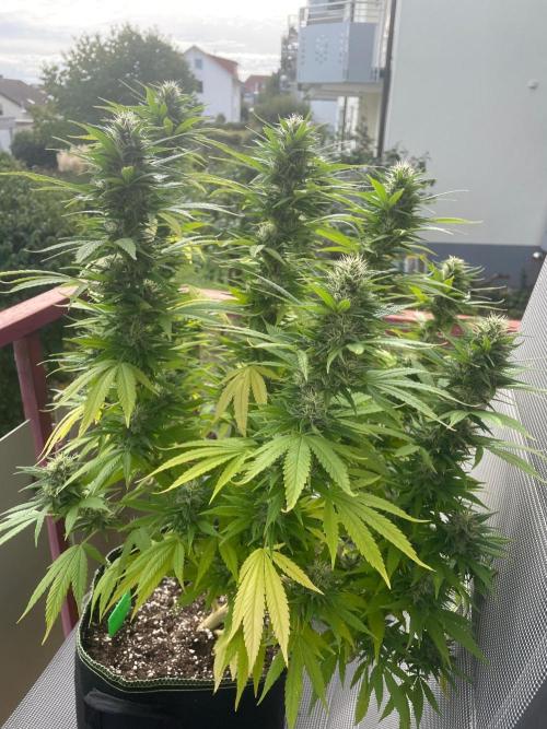 First Outdoor grow. Week 19