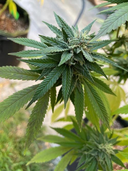 First Outdoor grow. Week 20