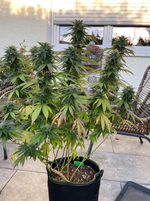 First Outdoor grow. Week 20