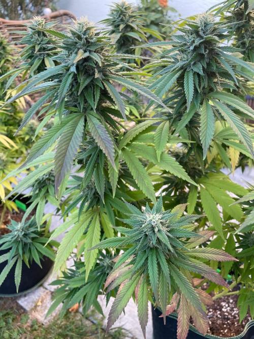 First Outdoor grow. Week 20