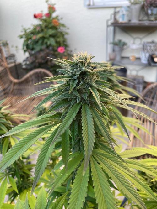 First Outdoor grow. Week 20