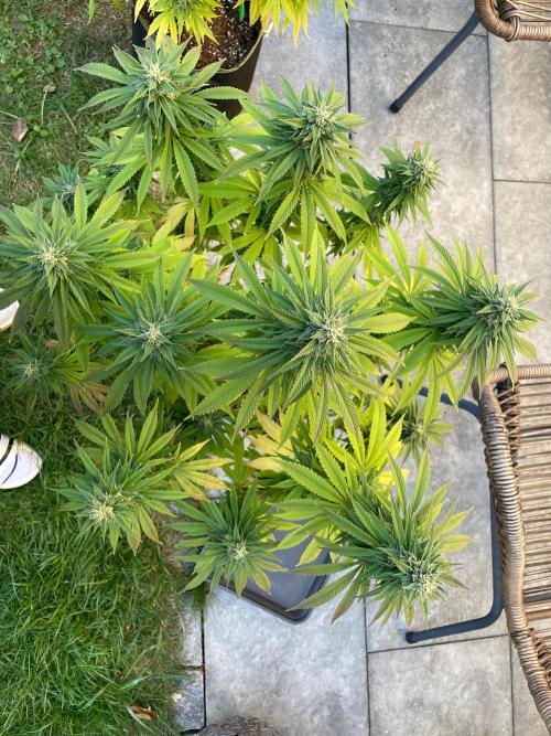 First Outdoor grow. Week 20
