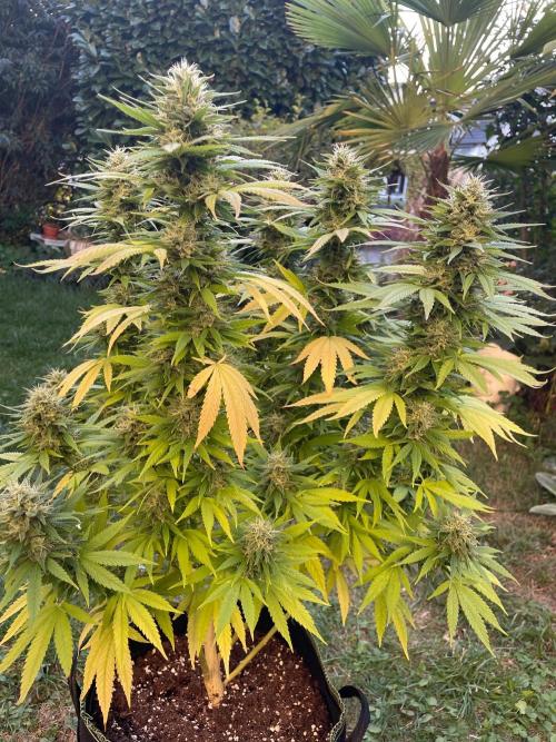 First Outdoor grow. Week 20