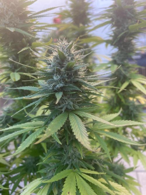 First Outdoor grow. Week 20