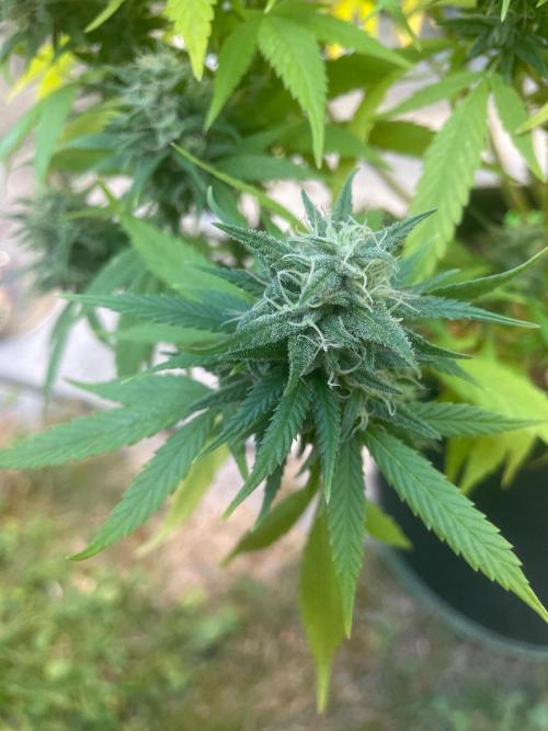 First Outdoor grow. Week 20