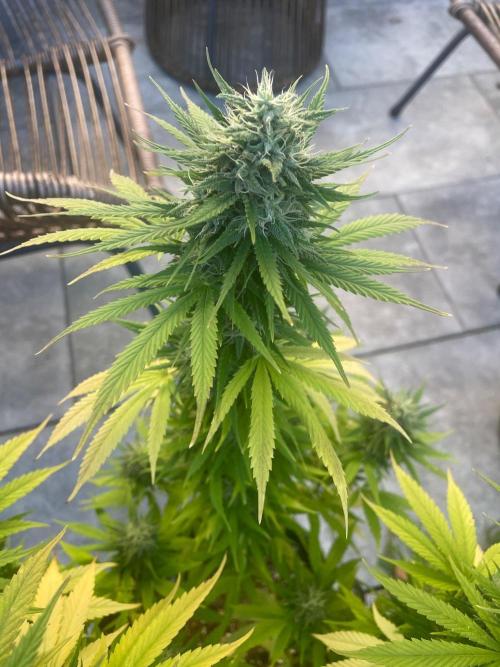 First Outdoor grow. Week 20
