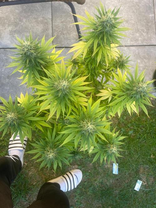 First Outdoor grow. Week 20