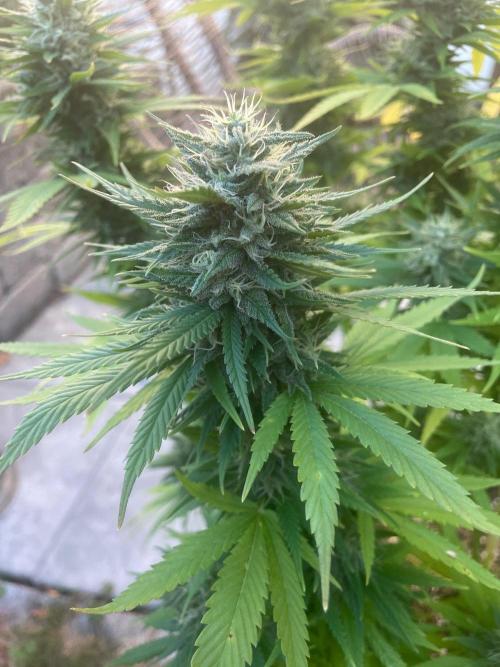 First Outdoor grow. Week 20