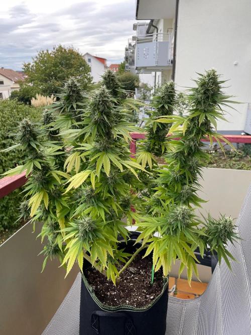 First Outdoor grow. Week 21