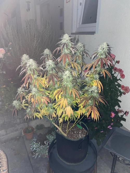 First Outdoor grow. Week 22