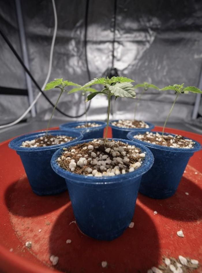 Zkittlez Auto - The Seed Pharm. Week 1
