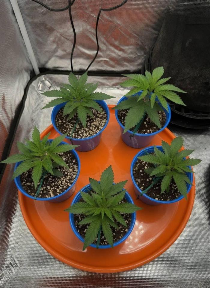 Zkittlez Auto - The Seed Pharm. Week 2
