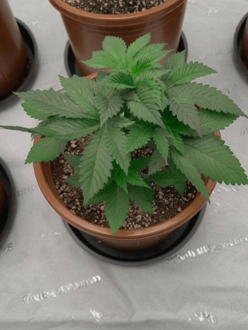 Zkittlez Auto - The Seed Pharm. Week 3