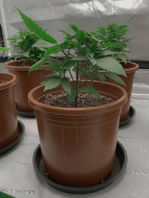 Zkittlez Auto - The Seed Pharm. Week 3