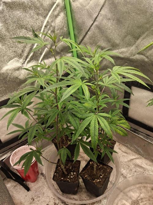 Grow Tent 32x32x63. Week 1