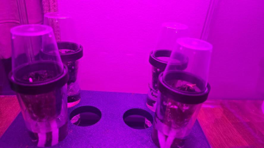 Purple lemonade FF & TROPICANNA POISON. Week 0