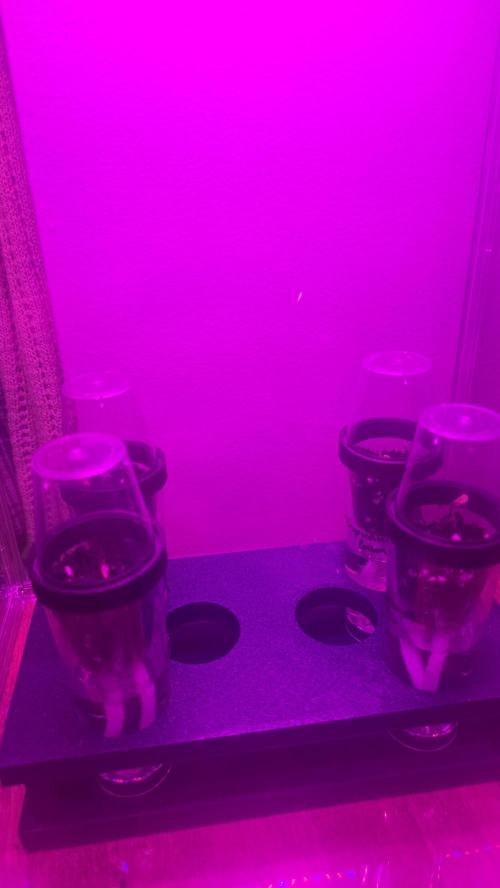 Purple lemonade FF & TROPICANNA POISON. Week 0