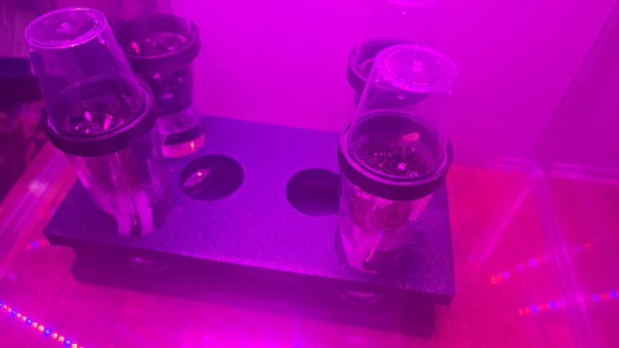 Purple lemonade FF & TROPICANNA POISON. Week 0