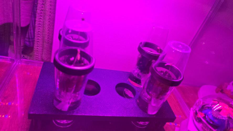 Purple lemonade FF & TROPICANNA POISON. Week 0