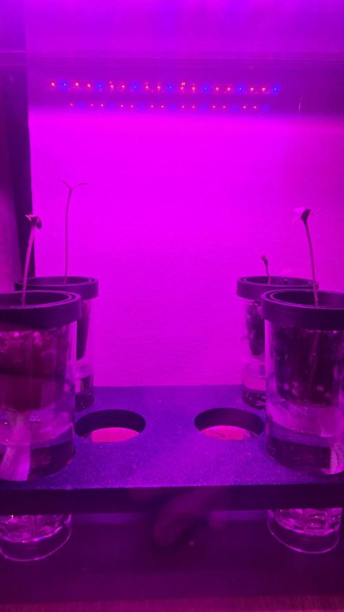 Purple lemonade FF & TROPICANNA POISON. Week 0
