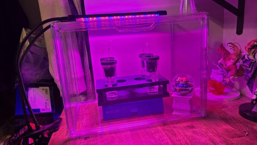 Purple lemonade FF & TROPICANNA POISON. Week 0