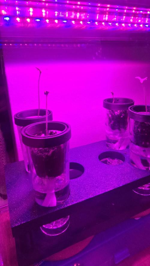 Purple lemonade FF & TROPICANNA POISON. Week 0
