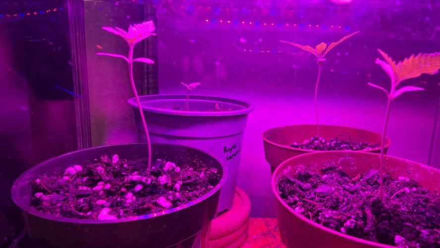 Purple lemonade FF & TROPICANNA POISON. Week 0