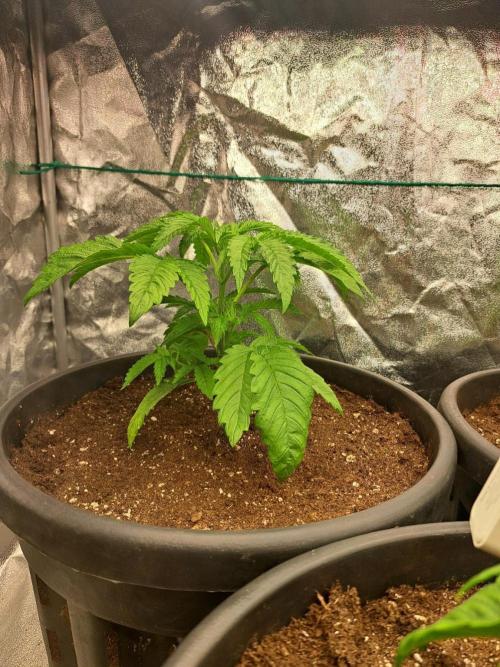ITAENG Polar Gelato Persian Pie Zillions. Week 2