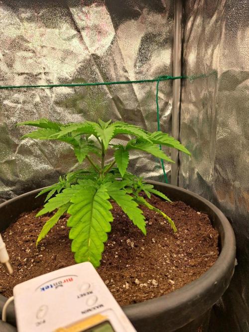 ITAENG Polar Gelato Persian Pie Zillions. Week 2