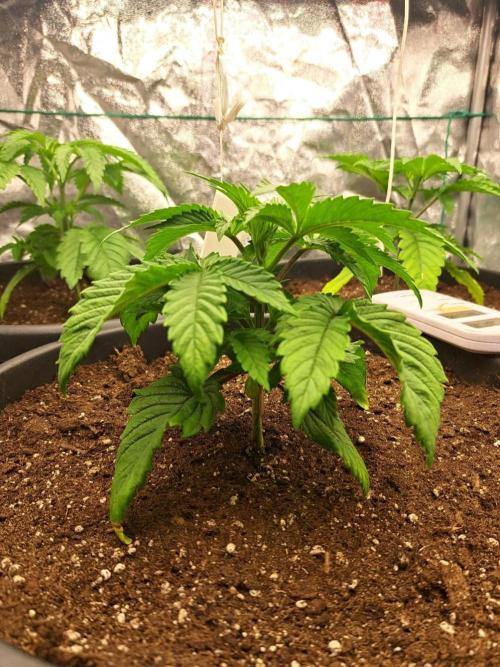 ITAENG Polar Gelato Persian Pie Zillions. Week 2