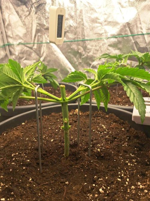 ITAENG Polar Gelato Persian Pie Zillions. Week 4