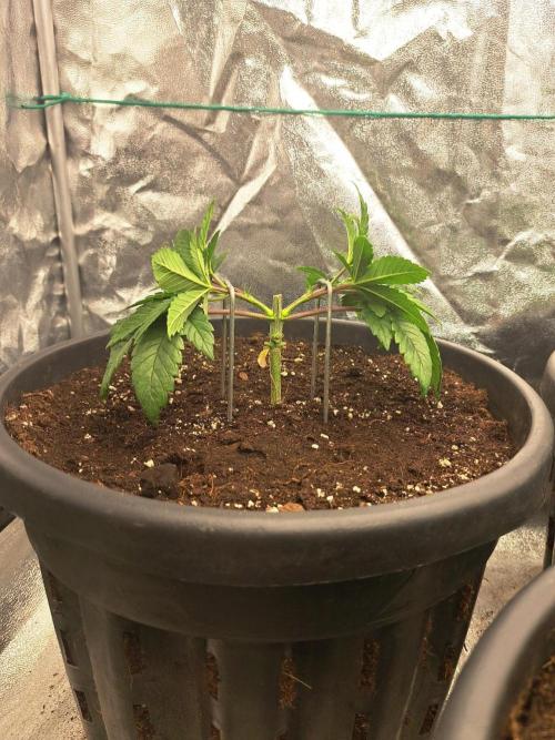 ITAENG Polar Gelato Persian Pie Zillions. Week 4