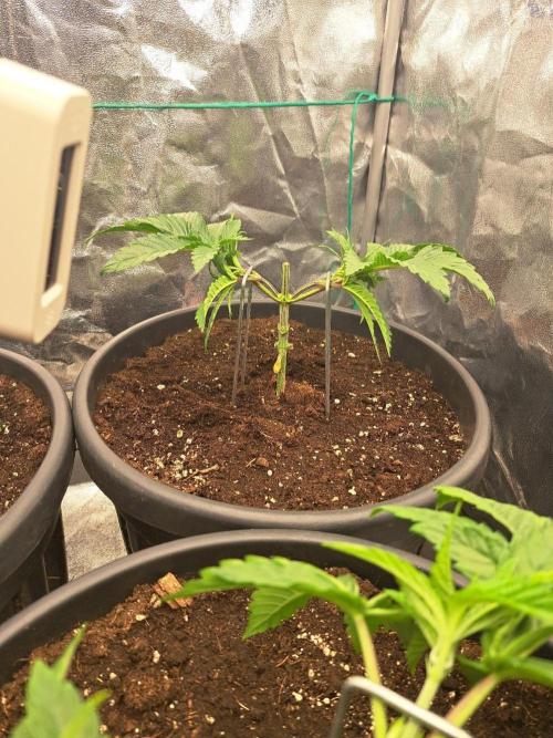 ITAENG Polar Gelato Persian Pie Zillions. Week 4