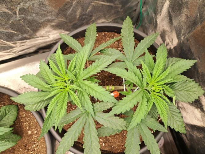 ITAENG Polar Gelato Persian Pie Zillions. Week 4