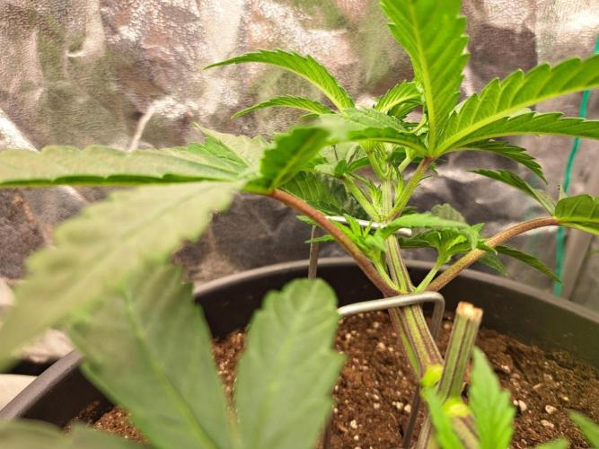 ITAENG Polar Gelato Persian Pie Zillions. Week 4