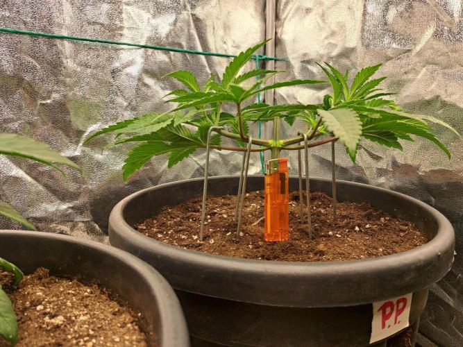 ITAENG Polar Gelato Persian Pie Zillions. Week 4