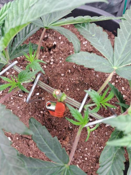 ITAENG Polar Gelato Persian Pie Zillions. Week 4