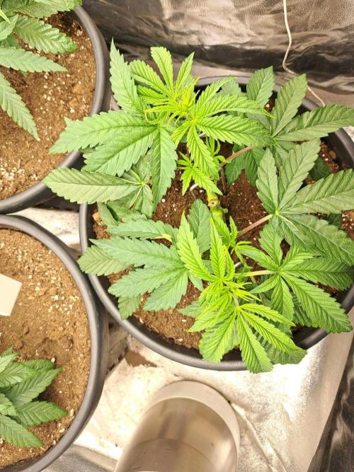 ITAENG Polar Gelato Persian Pie Zillions. Week 4