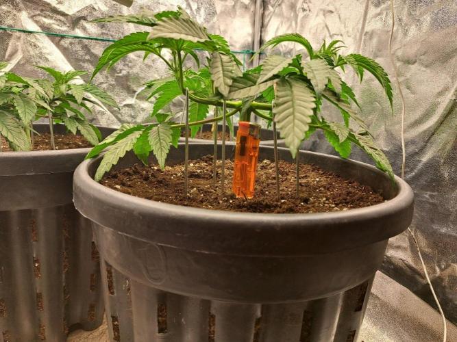 ITAENG Polar Gelato Persian Pie Zillions. Week 4