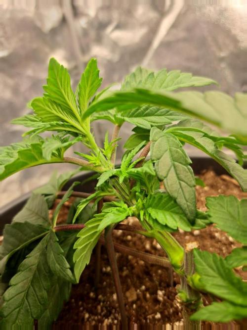 ITAENG Polar Gelato Persian Pie Zillions. Week 4