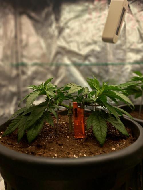 ITAENG Polar Gelato Persian Pie Zillions. Week 4