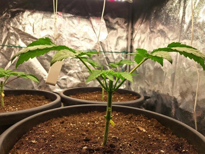 ITAENG Polar Gelato Persian Pie Zillions. Week 3