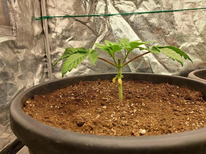 ITAENG Polar Gelato Persian Pie Zillions. Week 3
